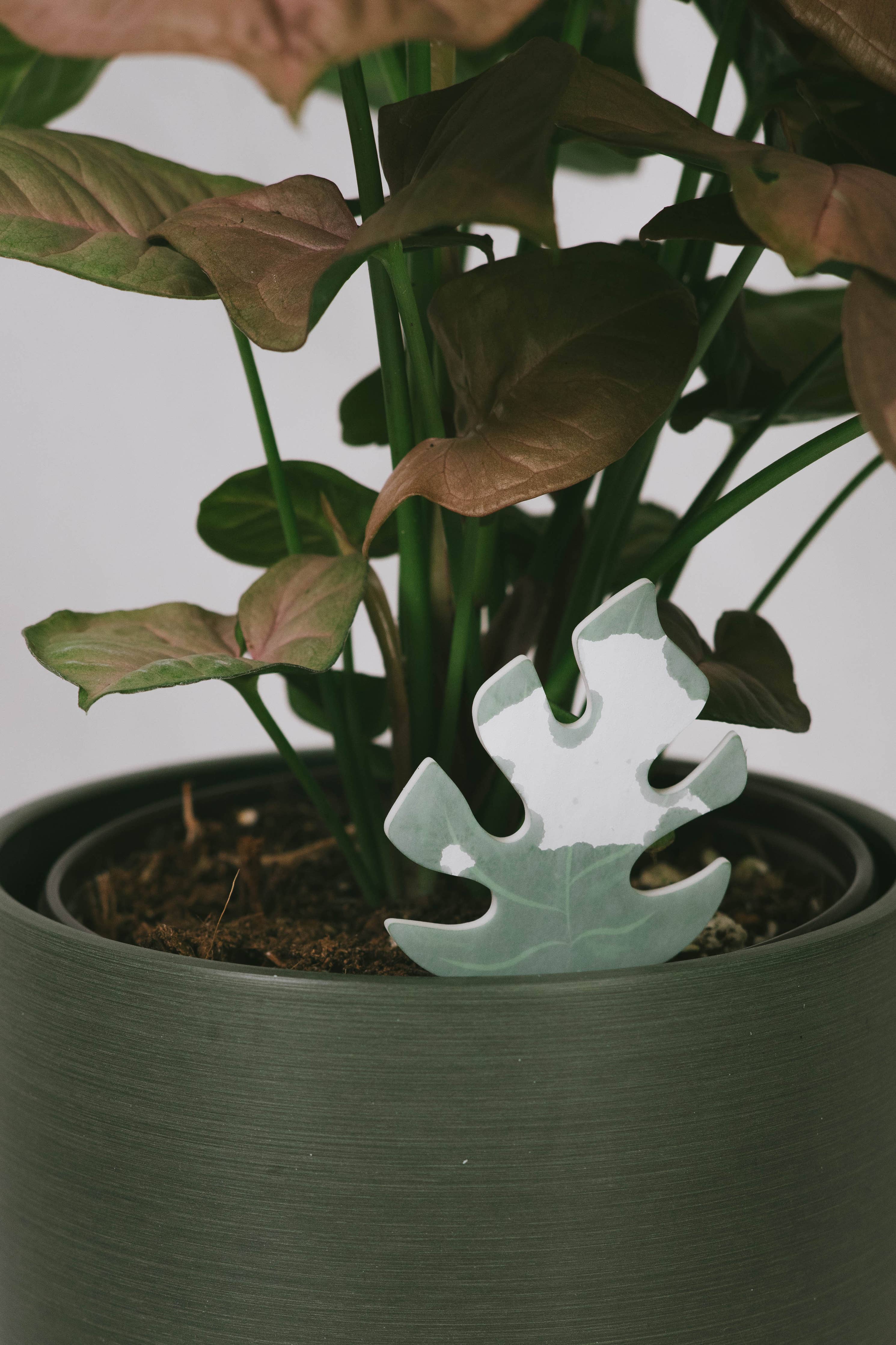 Daphne's Botanicals: Mini Monstera PlantDoc: Color-Change Plant Moisture Meter - Image 5