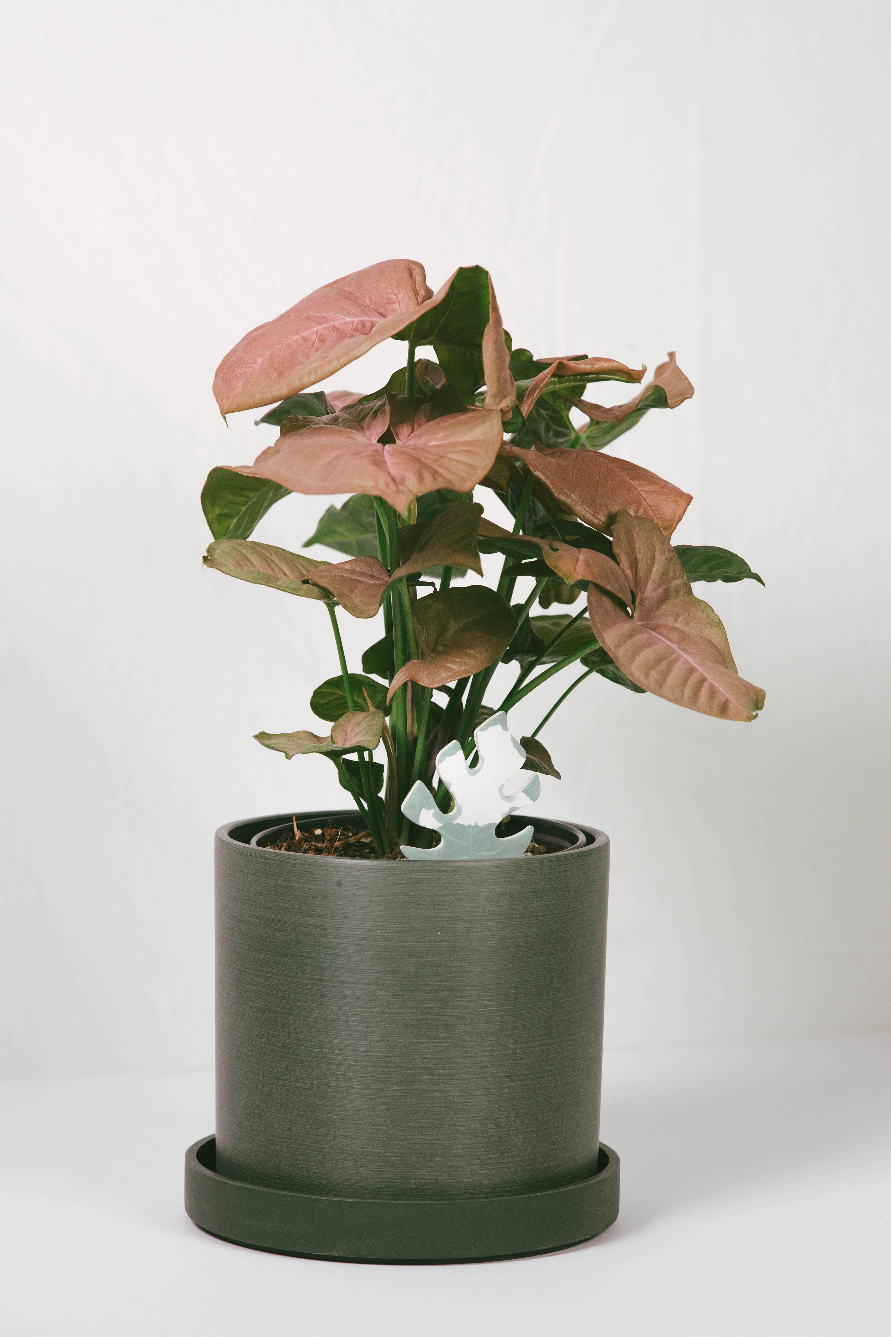 Daphne's Botanicals: Mini Monstera PlantDoc: Color-Change Plant Moisture Meter - Image 6