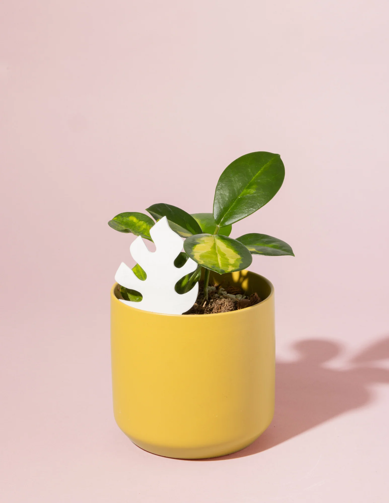 Daphne's Botanicals: Mini Monstera PlantDoc: Color-Change Plant Moisture Meter - Image 7